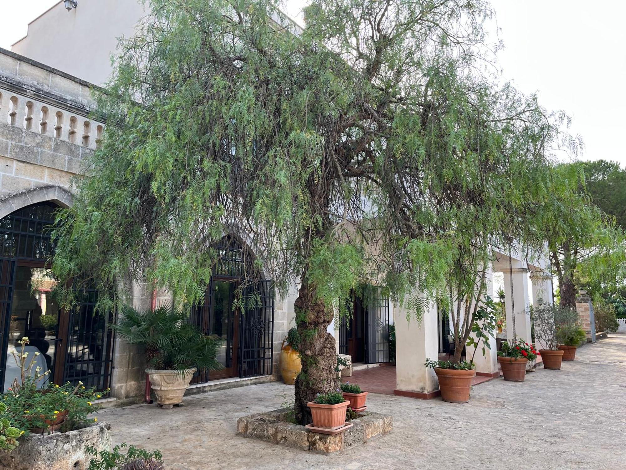 Masseria La Camardia سافا المظهر الخارجي الصورة