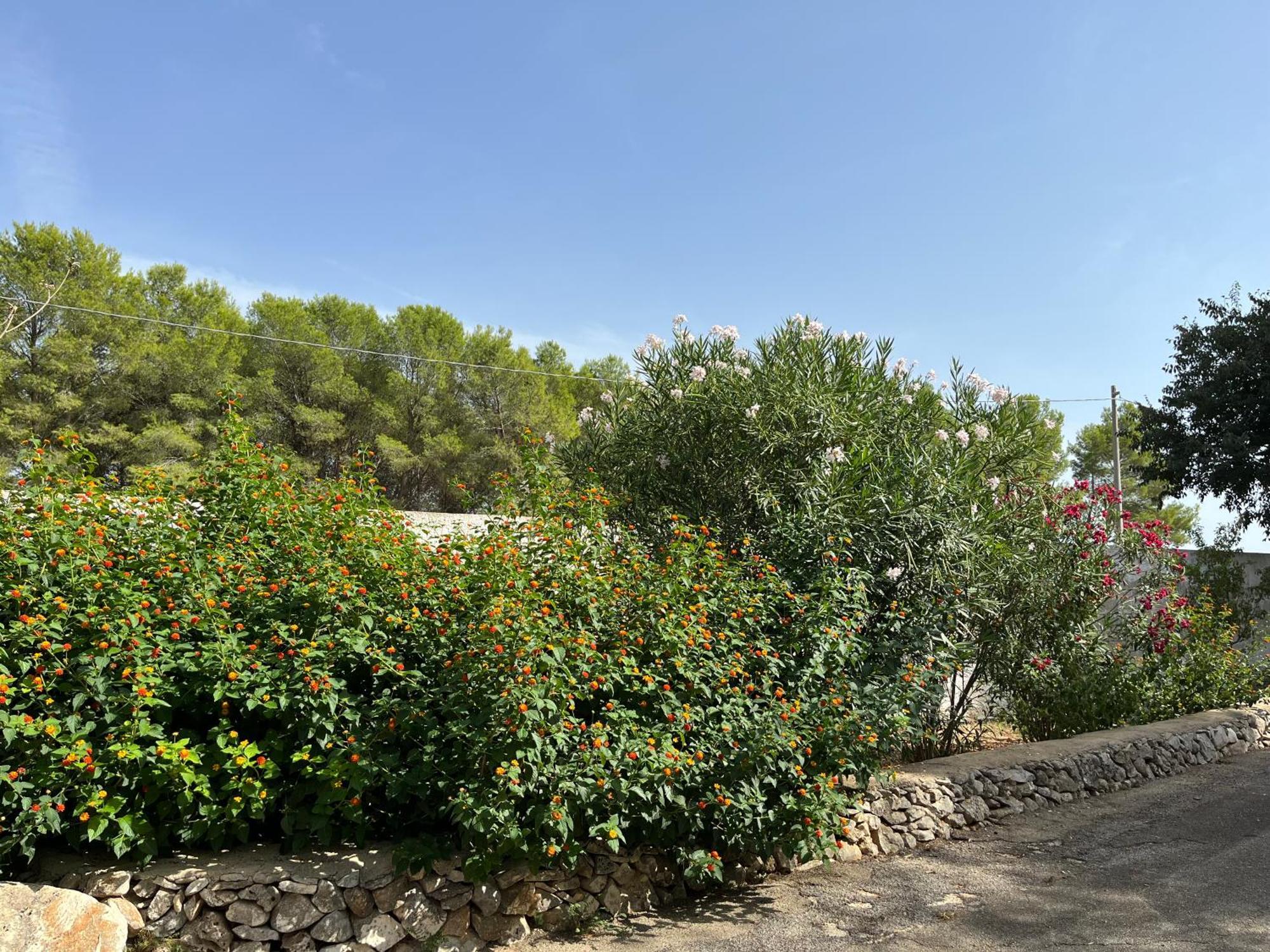 Masseria La Camardia سافا المظهر الخارجي الصورة